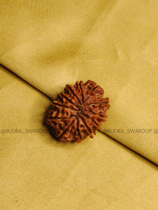 12 Mukhi Rudraksha
