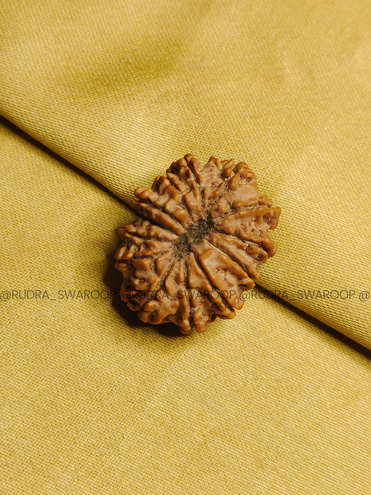 13 Mukhi Rudraksha