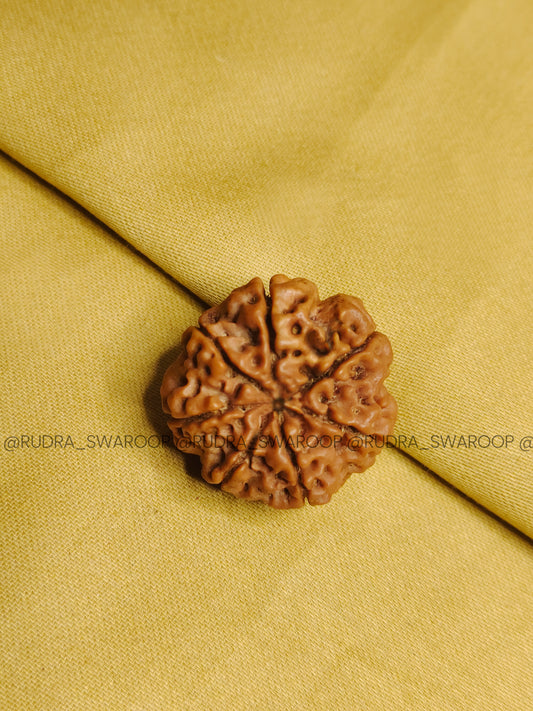 7 Mukhi Rudraksha