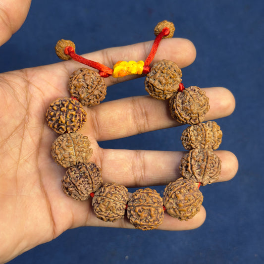 7 Mukhi Nepali Bracelet With certification and Xray