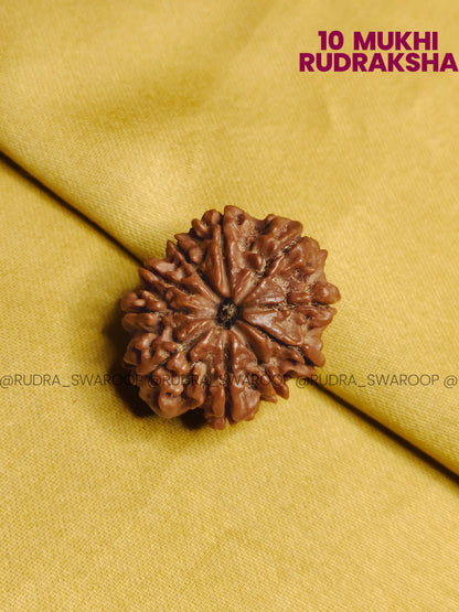 10 Mukhi Rudraksha