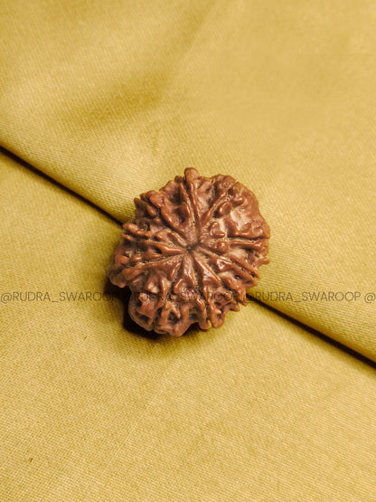 10 Mukhi Rudraksha
