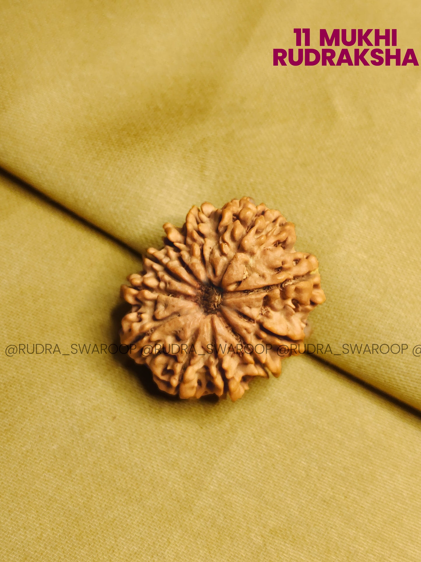 11 Mukhi Rudraksha