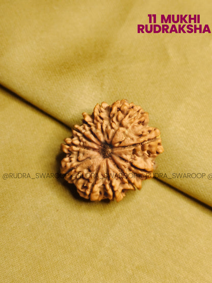 11 Mukhi Rudraksha