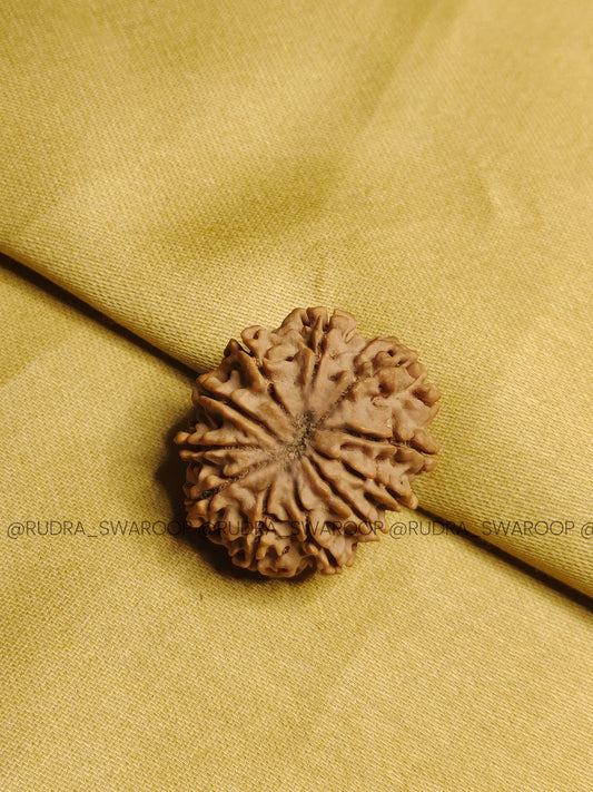 11 Mukhi Rudraksha