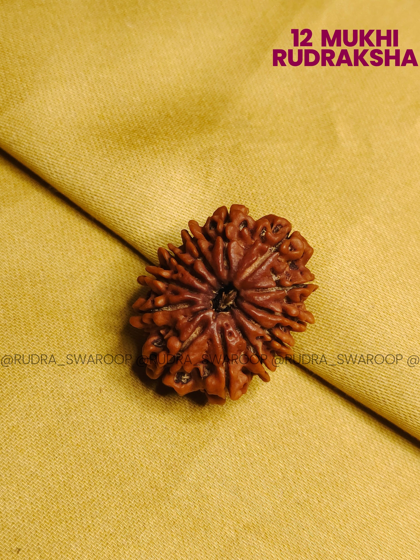 12 Mukhi Rudraksha