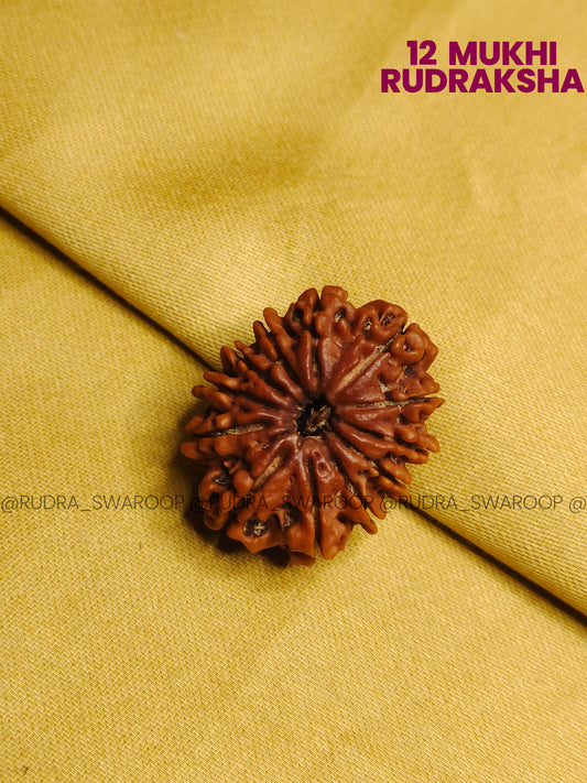 12 Mukhi Rudraksha