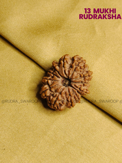 13 Mukhi Rudraksha