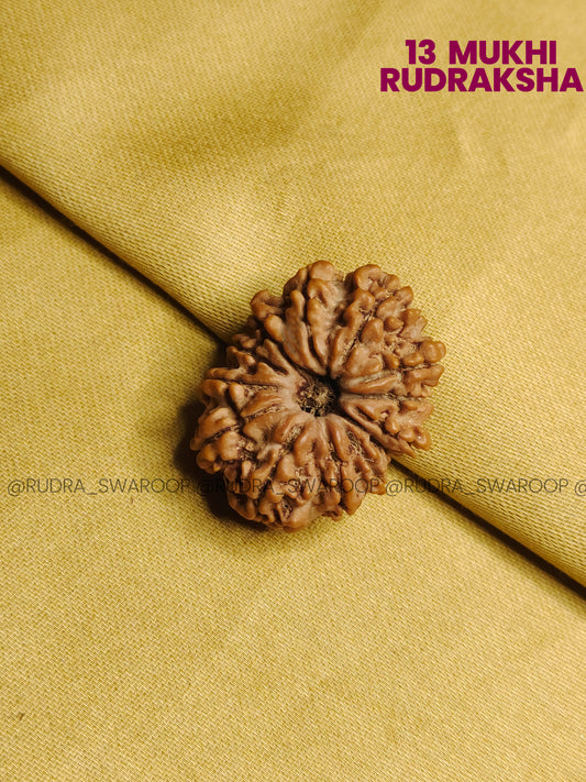 13 Mukhi Rudraksha