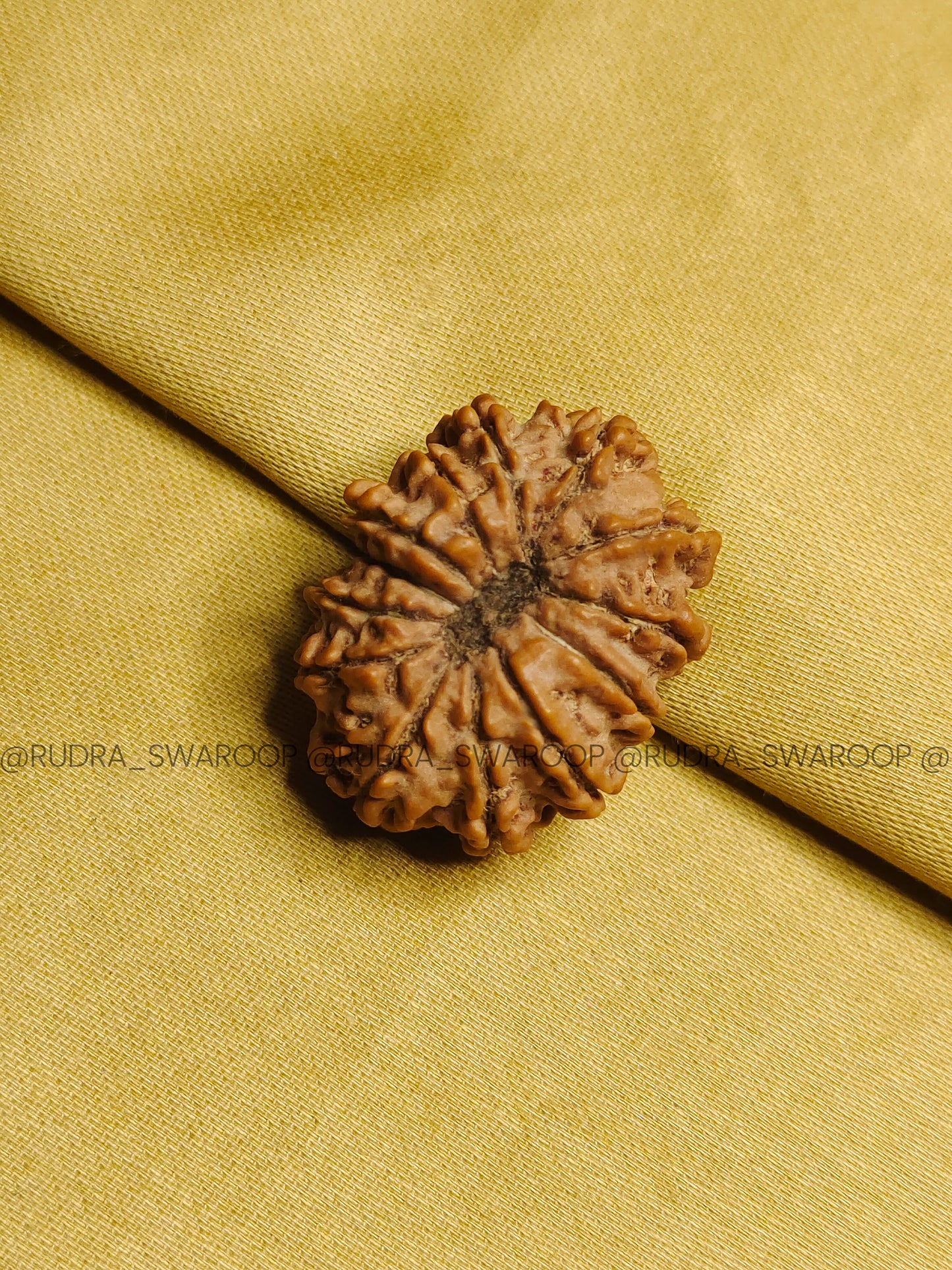 13 Mukhi Rudraksha
