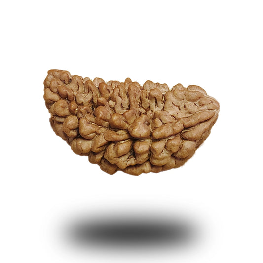 1 Mukhi South Indian Rudraksha (Kaju shape)