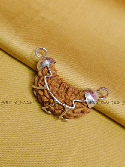 1 Mukhi South Indian Rudraksha (Kaju shape)