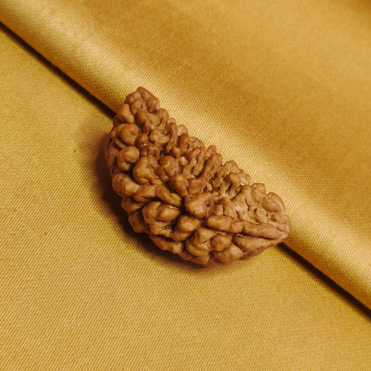 1 Mukhi South Indian Rudraksha (Kaju shape)