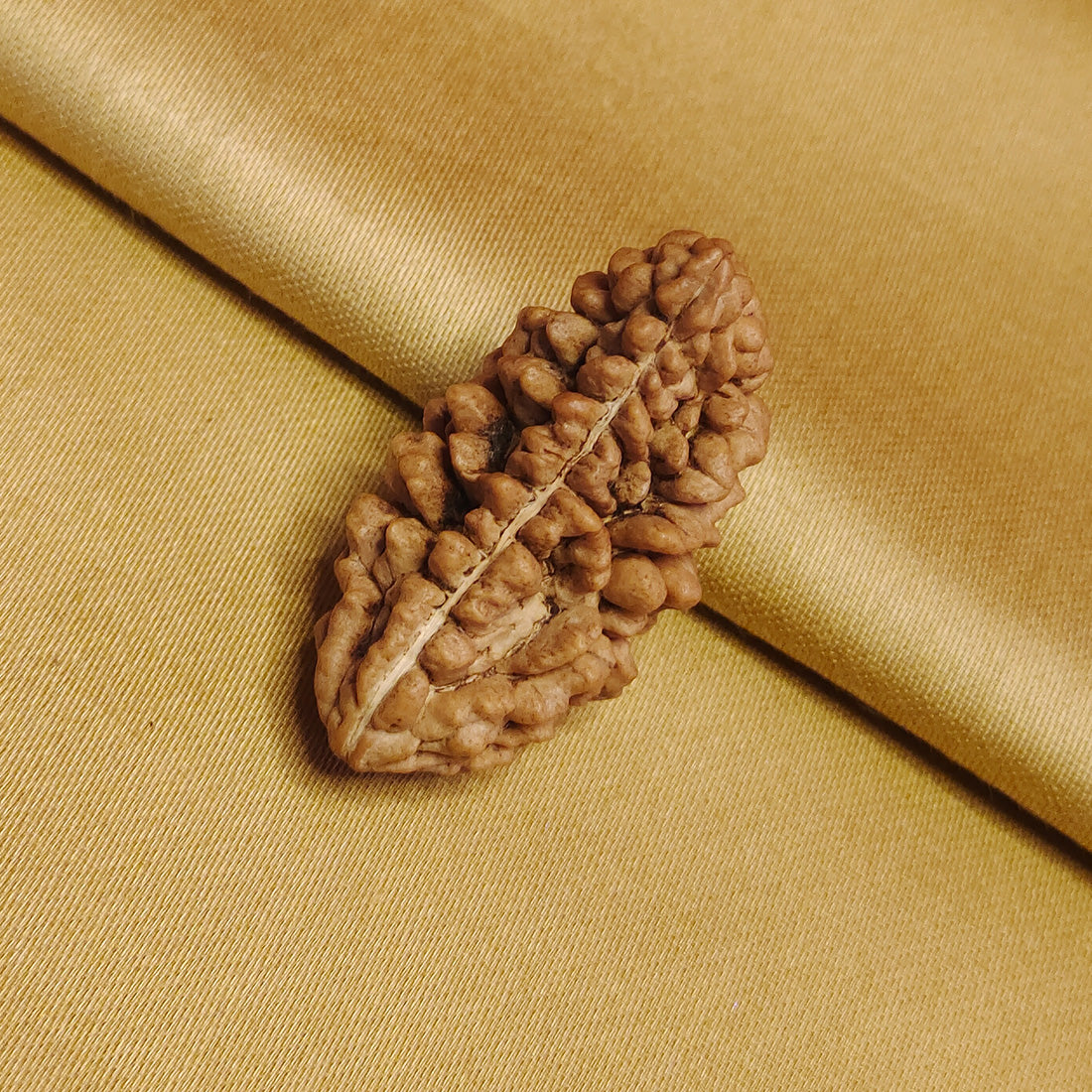 1 Mukhi South Indian Rudraksha (Kaju shape)