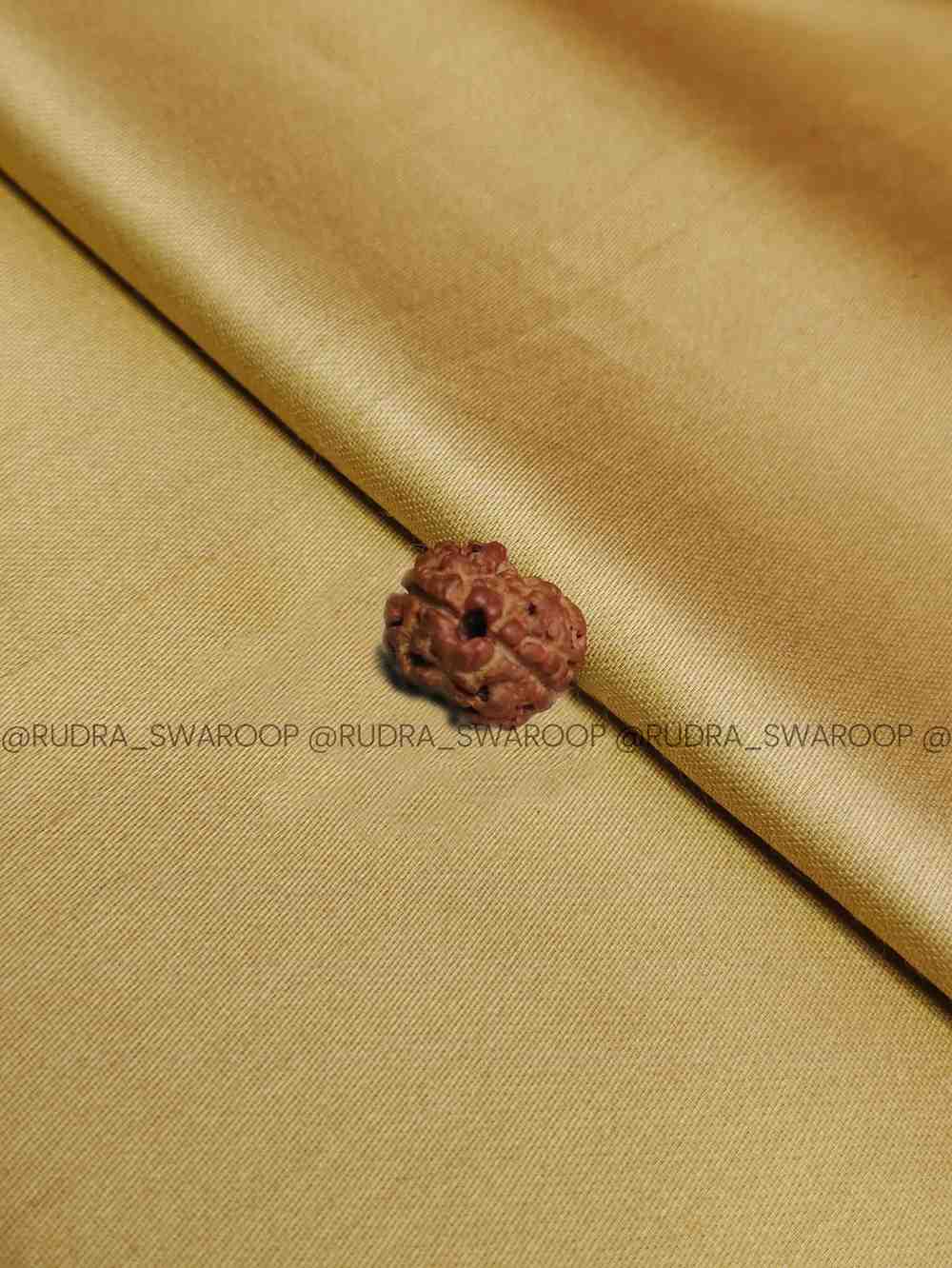 2 Mukhi Rudraksha Nepali