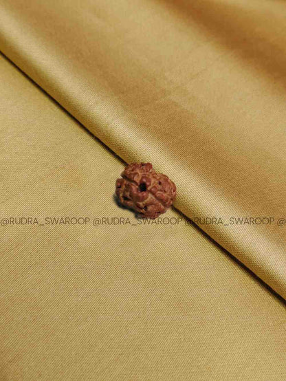 2 Mukhi Rudraksha Nepali