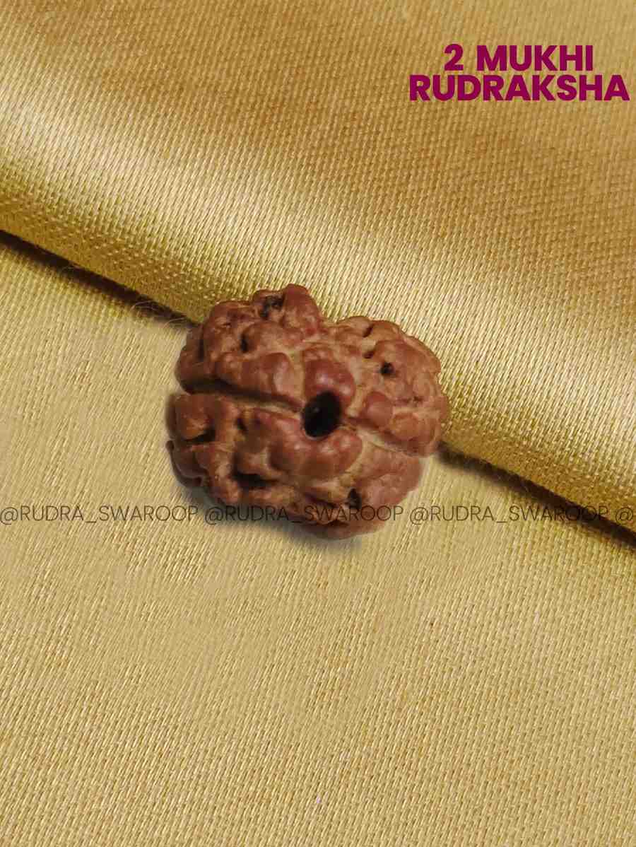 2 Mukhi Rudraksha Nepali