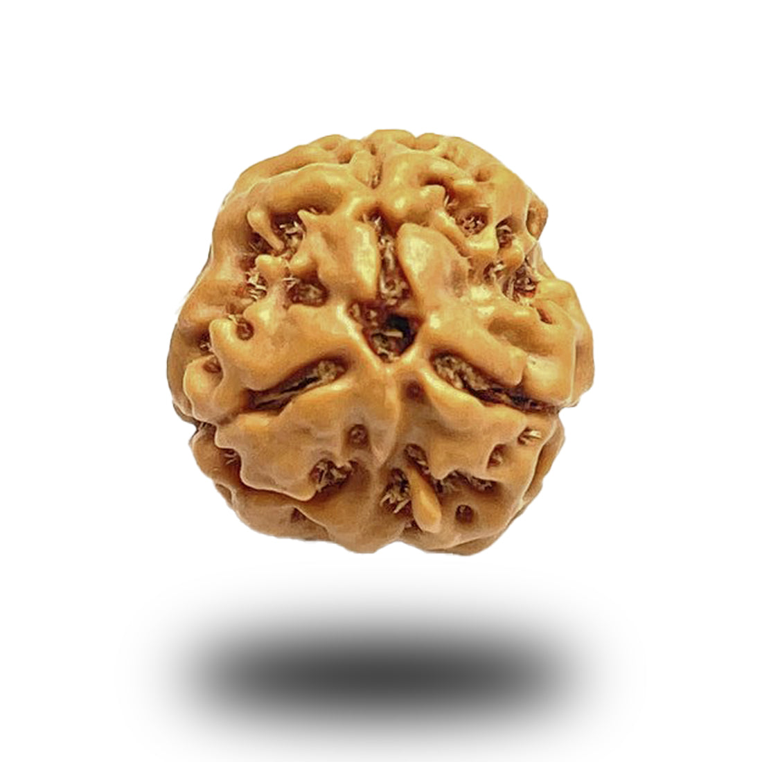 3 Mukhi Nepali Rudraksha