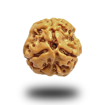 3 Mukhi Nepali Rudraksha