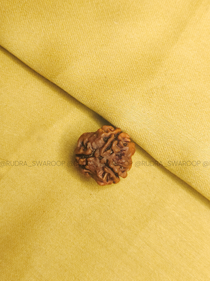 3 Mukhi Nepali Rudraksha