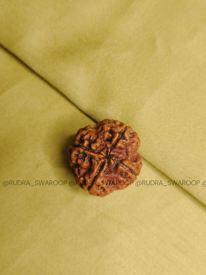 4 Mukhi Nepali Rudraksha