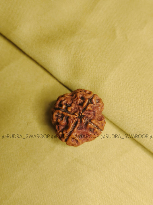 4 Mukhi Nepali Rudraksha