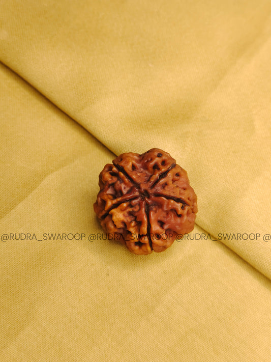 5 Mukhi Rudraksha