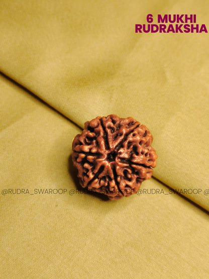 6 Mukhi Nepali Rudraksha