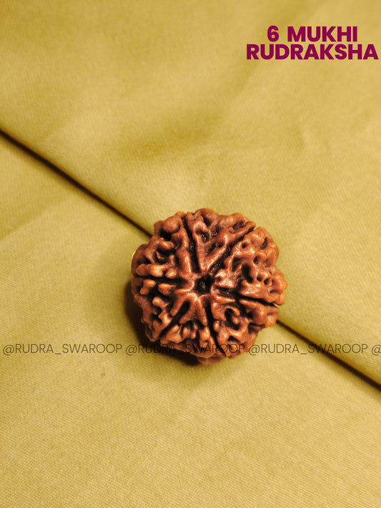 6 Mukhi Nepali Rudraksha