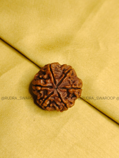 6 Mukhi Nepali Rudraksha
