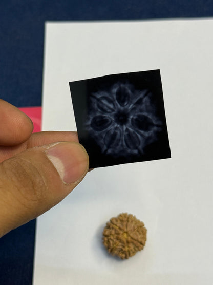 5 Mukhi & 7 Mukhi Rudraksha Kawach | Nepal Origin | Hari ki Pauri Abhimantrit | X-Ray Certified