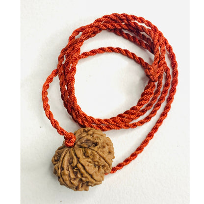 7 Mukhi Nepali Rudraksha - Saat Mukhi