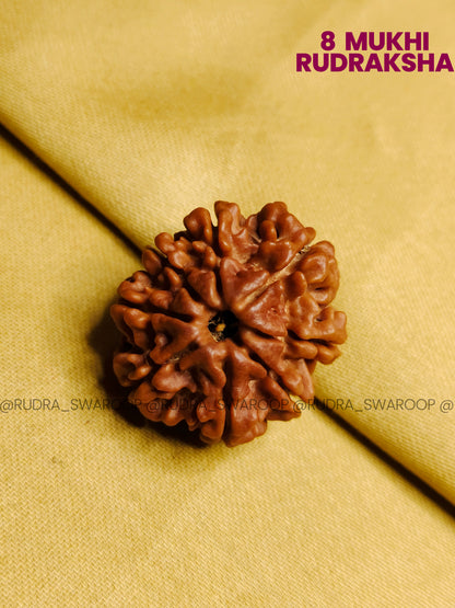 8 Mukhi Rudraksha