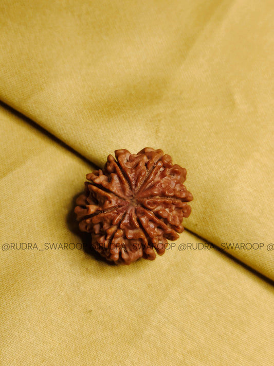 8 Mukhi Rudraksha