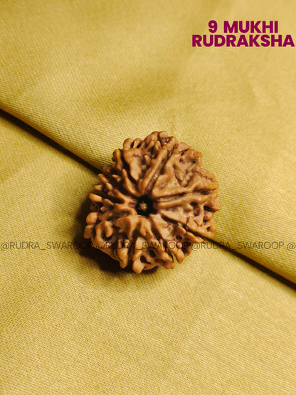 9 Mukhi Rudraksha