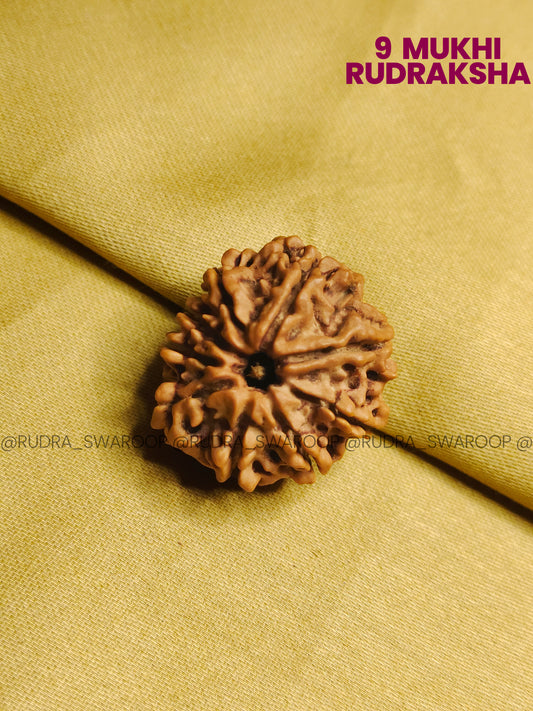 9 Mukhi Rudraksha