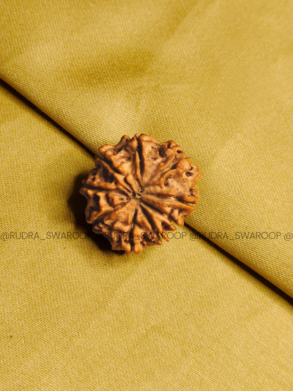 9 Mukhi Rudraksha