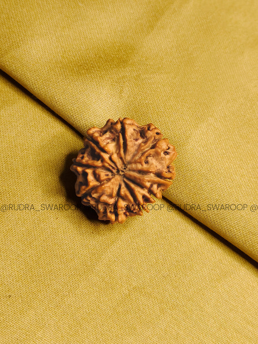 9 Mukhi Rudraksha