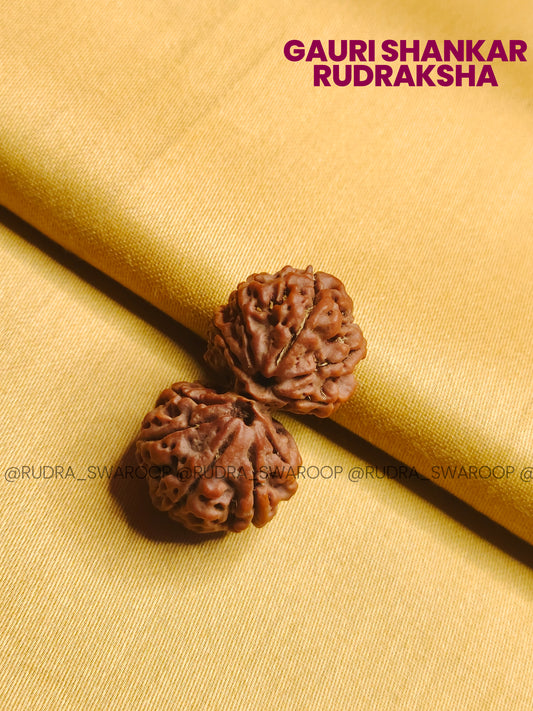 Gauri Shankar Rudraksha