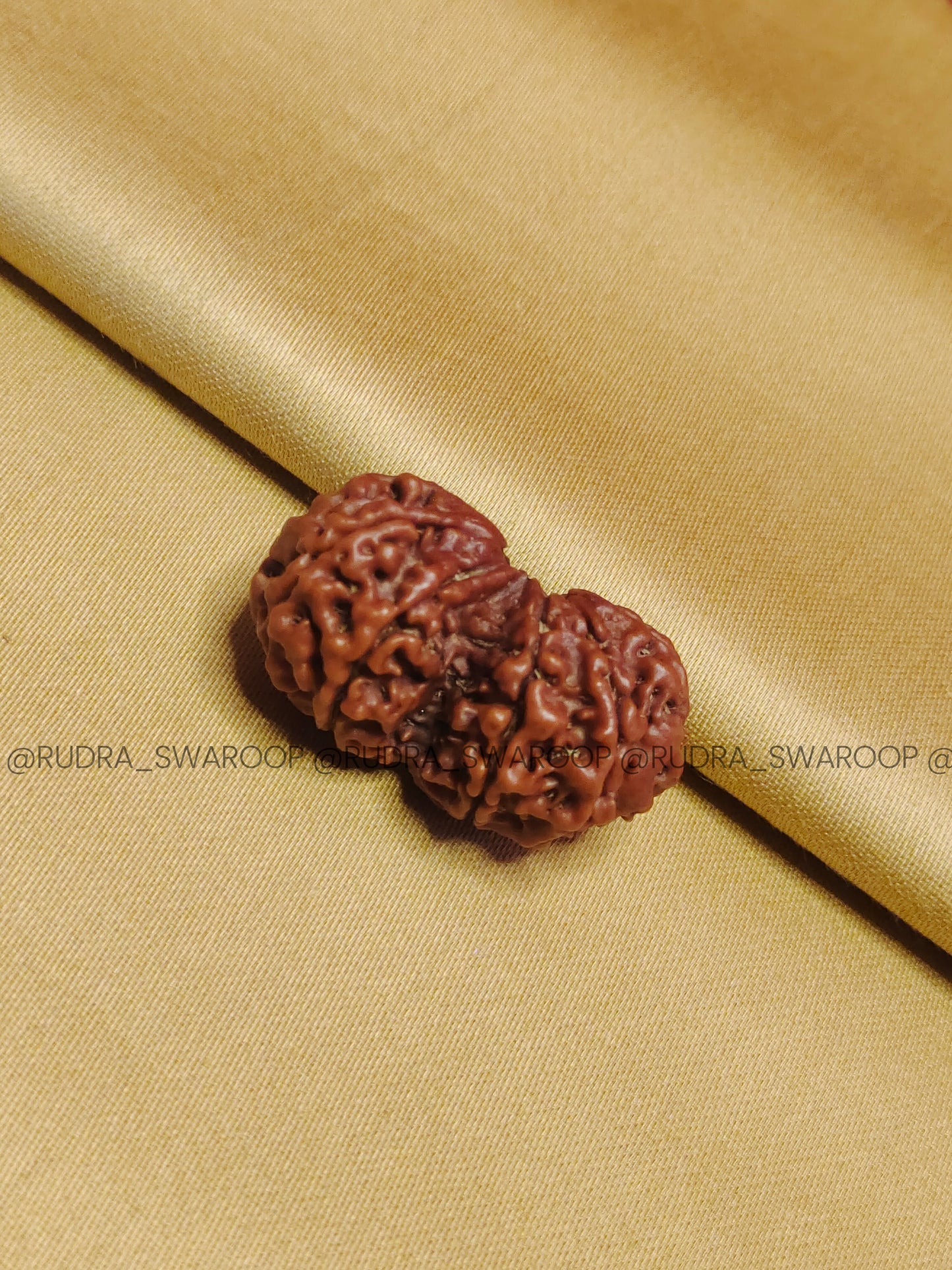 Gauri Shankar Rudraksha