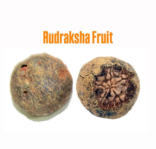 RUDRAKSHA FRUIT