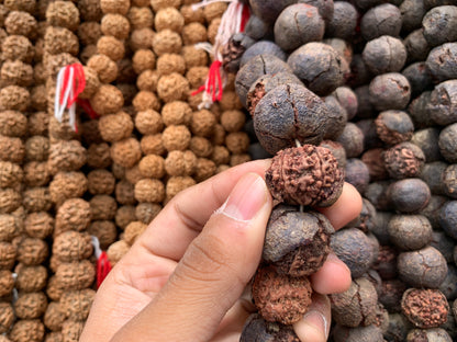 7 Mukhi Nepali Rudraksha - Saat Mukhi