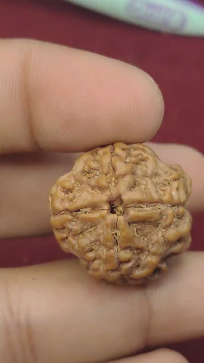 4 Mukhi Nepali Rudraksha